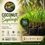 Coconut Saplings